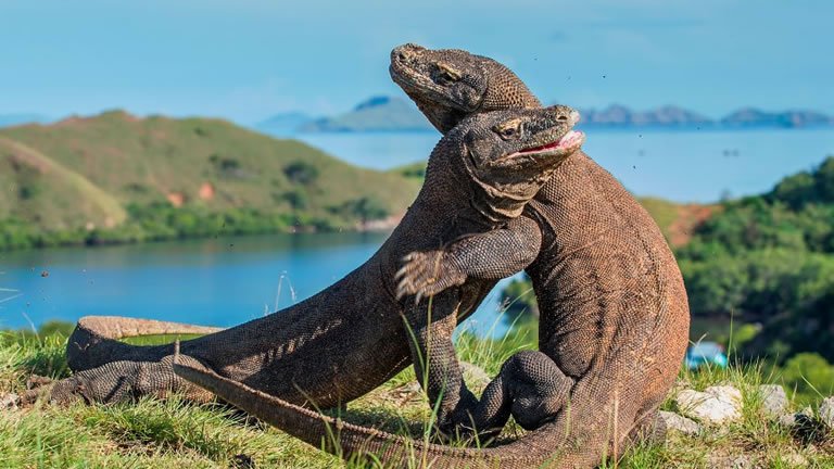 Family Dragons & Islands of Indonesia