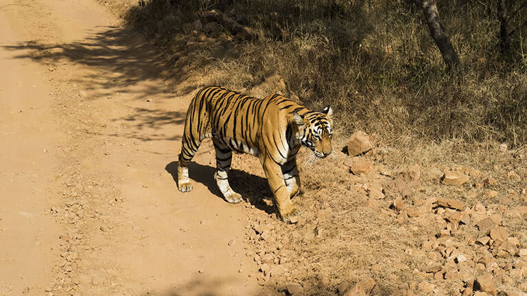 Family India Golden Triangle Adventure (Summer)