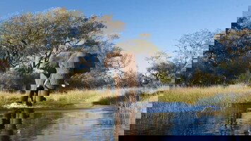 14 Day Zimbabwe & Botswana Wildlife Safari (Explore)