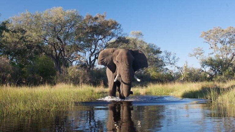 Family Botswana & Zimbabwe Safari Adventure