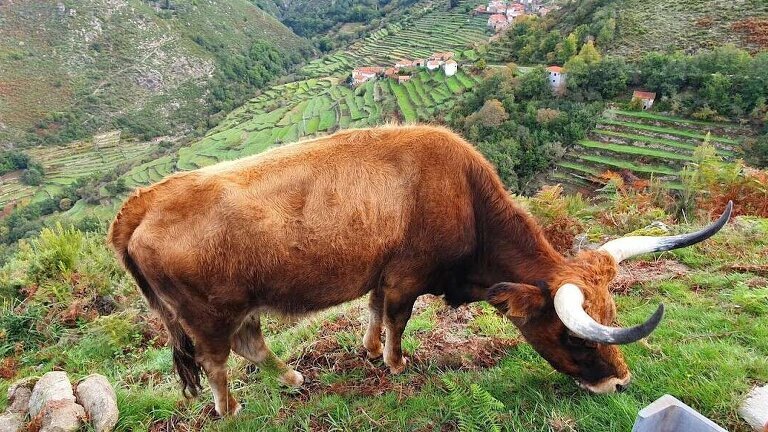 Family Active Portugal