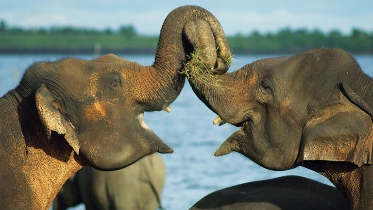 Family Sri Lanka & Maldives Adventure