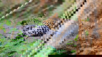 9 Day Family Highlights of Sri Lanka (West Coast) (Explore)