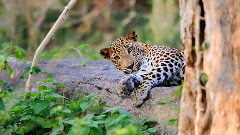 Family Highlights of Sri Lanka (West Coast)