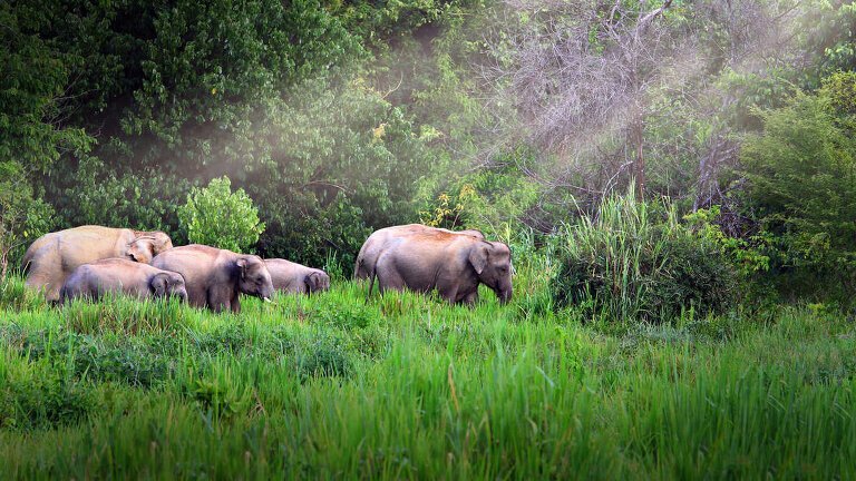 Family Thailand Beach, Jungle & Wildlife (West Coast)
