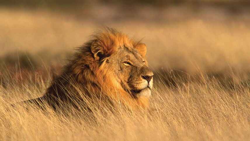 Family South Africa Safari & Beach Adventure