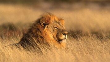 13 Day Family South Africa Safari & Beach Adventure (Explore)