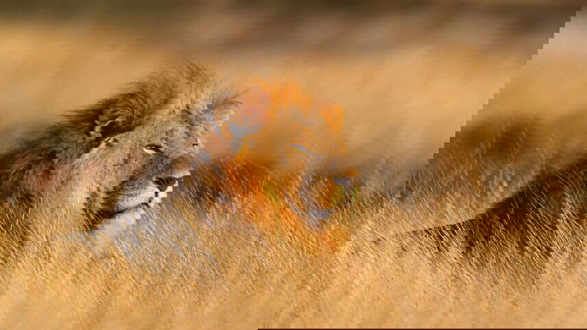 Family South Africa Safari & Beach Adventure