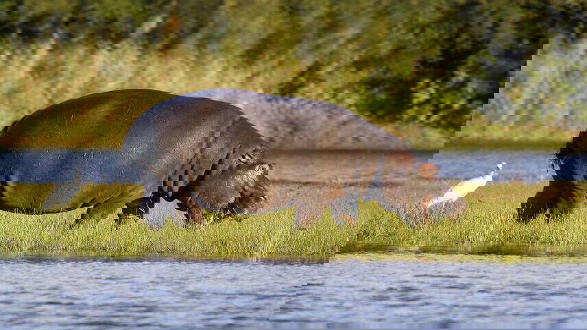 Family South Africa Safari & Beach Adventure