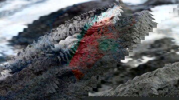 7 Day Galapagos Express - Central & West Islands aboard the Archipel I (Explore)