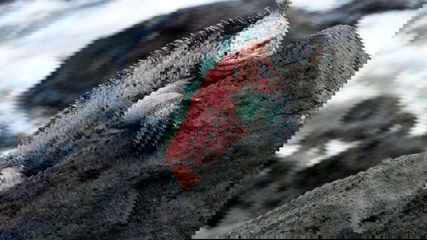 Galapagos Express - Central & West Islands aboard the Archipel I