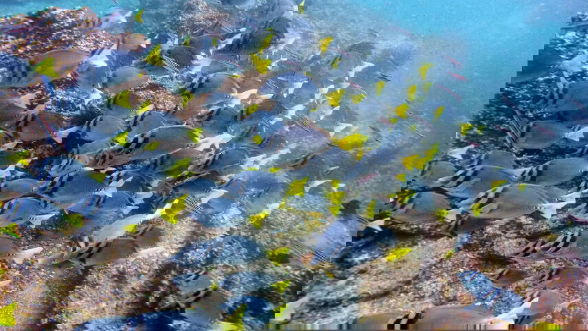 Galapagos - Central, West & East Islands aboard the Archipel I