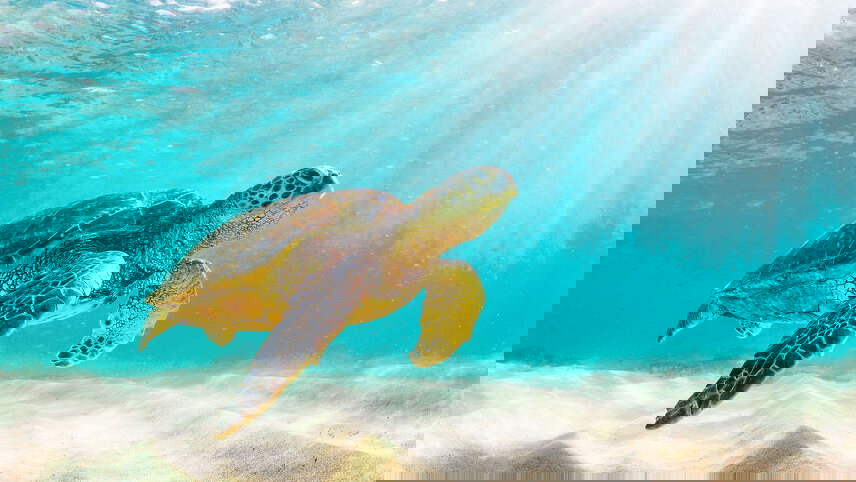 Galapagos - Central, South & East Islands aboard the Archipel I