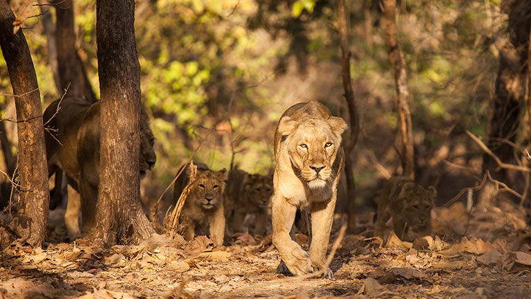 Spotting lions with Explore in India Spotting lions with Explore in India