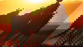 14 Day Mongolia Explorer (Explore)