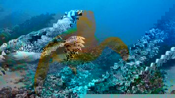 15 Day Volcanoes & Galapagos (Explore)