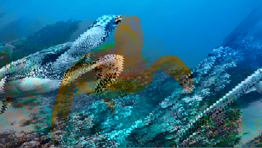 Volcanoes & Galapagos