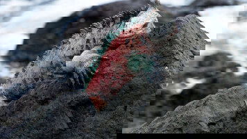 9 Day Galapagos - Central & West Islands Aboard the Solaris (Explore)