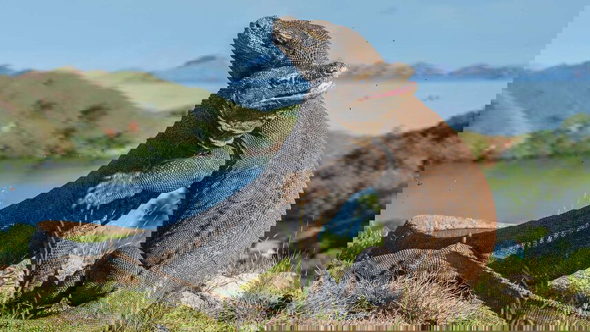 Discover Bali, Flores & Komodo Islands