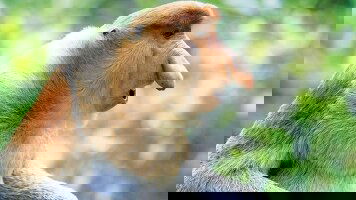 16 Day Borneo Sarawak & Sabah Discovery (Explore)