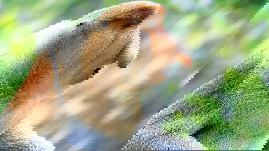 Borneo Sarawak & Sabah Discovery