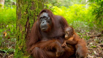 16 Day Borneo Sarawak & Sabah Discovery (Explore)