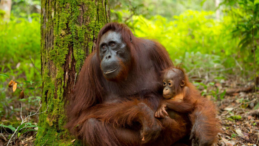 Borneo Sarawak & Sabah Discovery