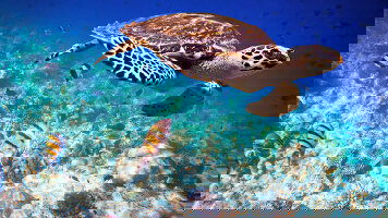 8 Day Maldive Dhoni Cruise (Explore)