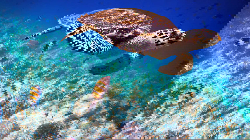 Maldive Dhoni Cruise