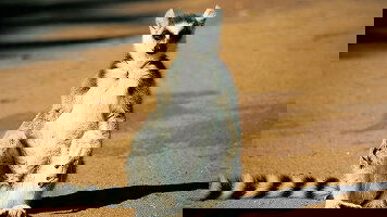 15 Day Madagascar: The Lost Continent (Explore)