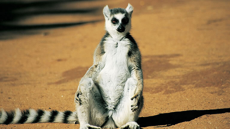 Madagascar: The Lost Continent