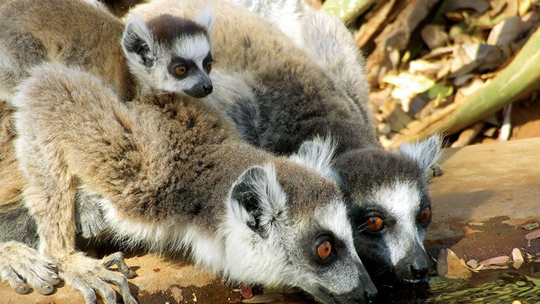 Madagascar Wilderness Trek