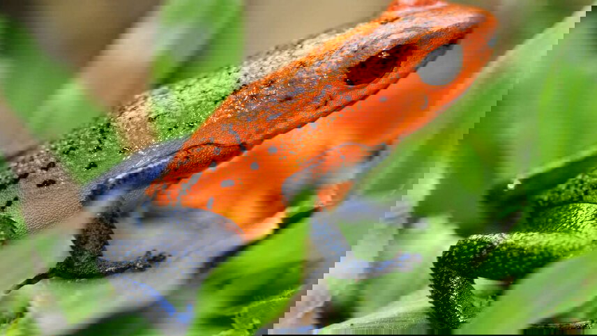 Nicaragua - Land of Lakes & Volcanoes