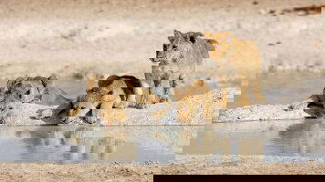 12 Day Namibia Lodge Safari (Explore)