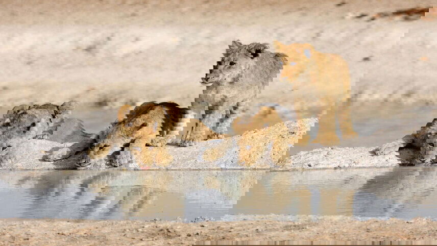 Namibia Lodge Safari