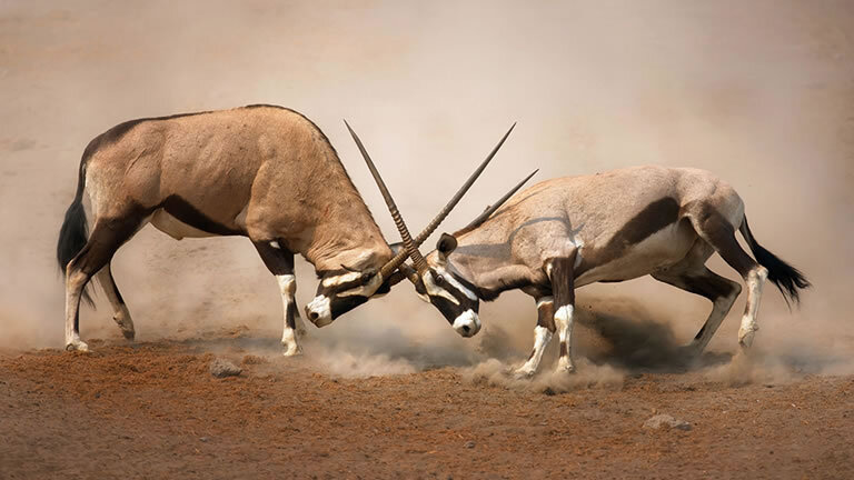 Namibia Lodge Safari