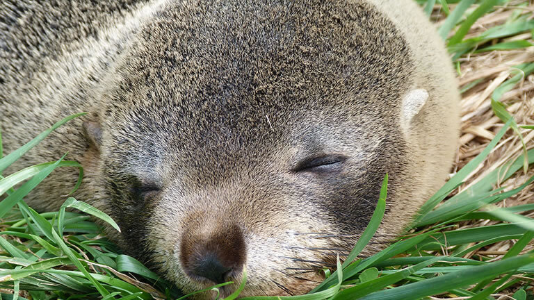 New Zealand Explorer
