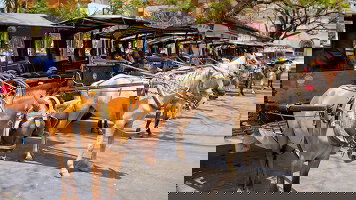 13 Day North Philippines Explorer (Explore)