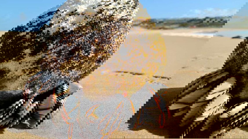 Walking in Portugal - Remote Coastal Trails (Premium)