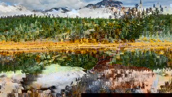 15 Day Canadian Rockies & Pacific Coast (Explore)