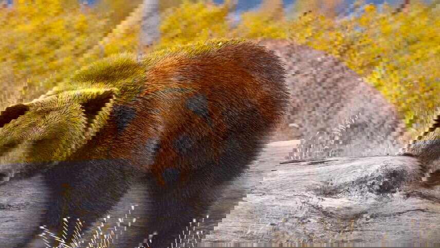 Canadian Rockies & Pacific Coast