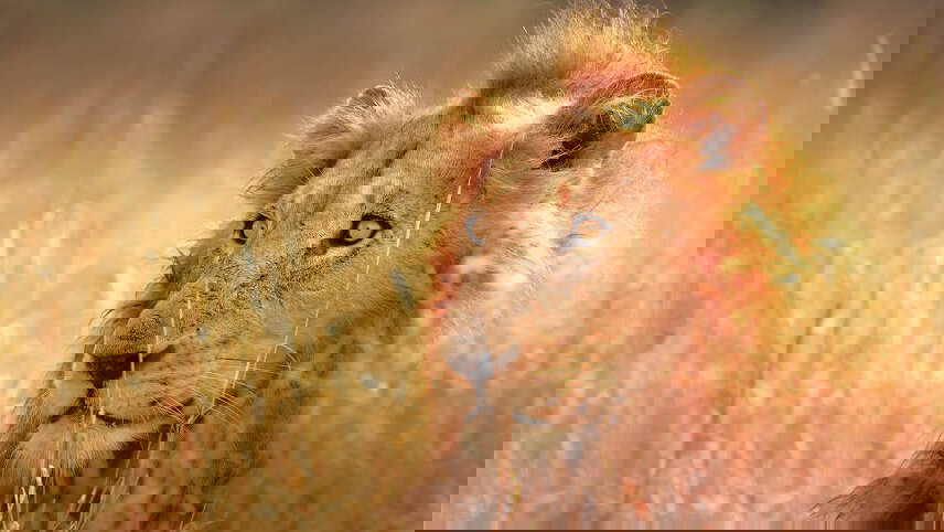 South Africa Highlights (Swellendam)