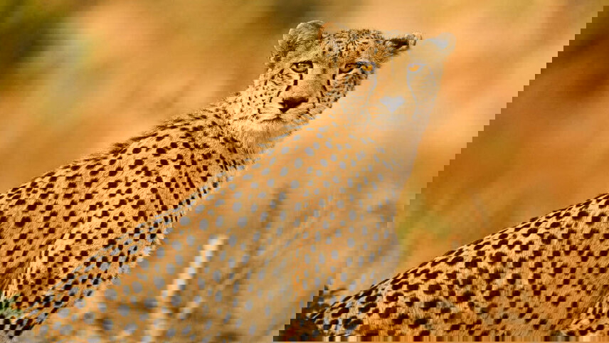 South Africa Highlights