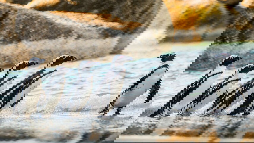 South Africa Highlights