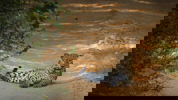 7 Day Highlights of Sri Lanka (East Coast) (Explore)