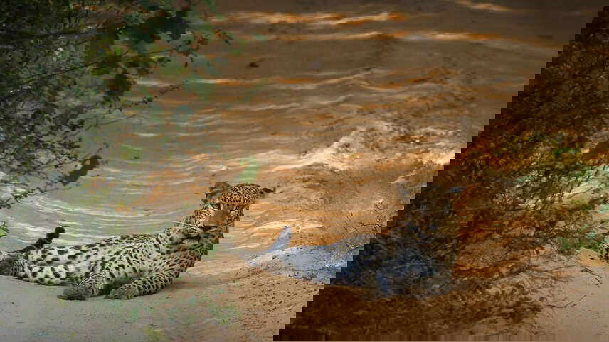 Highlights of Sri Lanka (West Coast)