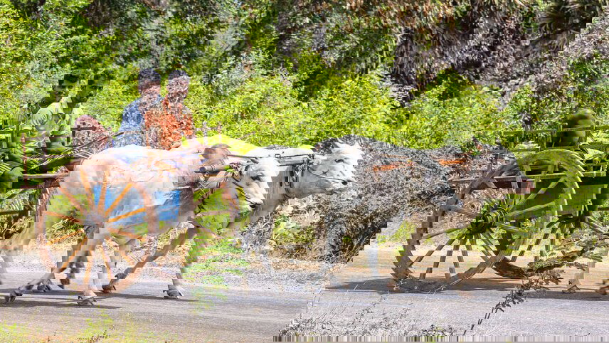 Highlights of Sri Lanka with Maldive Dhoni Cruise (West Coast)