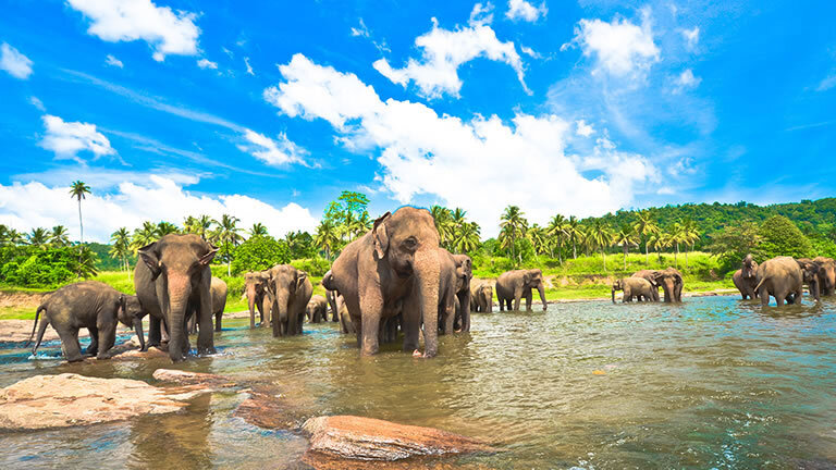 Highlights of Sri Lanka with Maldive Dhoni Cruise (West Coast)