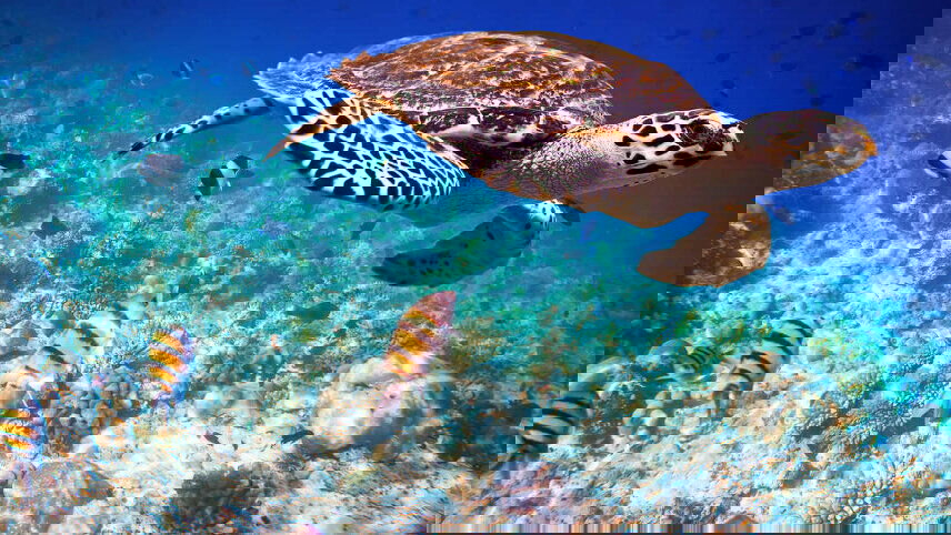 Highlights of Sri Lanka with Maldive Dhoni Cruise (East Coast)