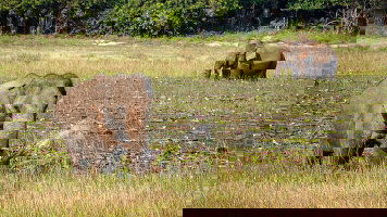 22 Day Sri Lanka in Depth with Maldive Dhoni Cruise (Horton Plains) (Explore)